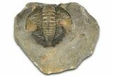 Hollardops Trilobite Fossil - Orange Eye Facets #359507-1
